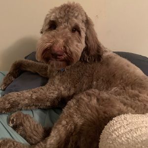 Meet your Posher, Kc